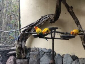 Palmitos Park - Papageien