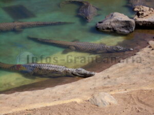 Krokodil Park