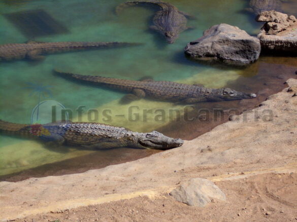 Krokodil Park Gran Canaria