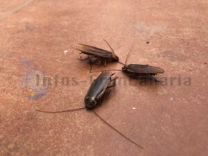 Eine Gruppe toter Kakerlaken
