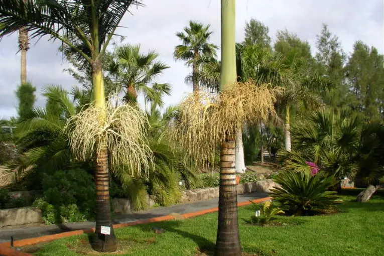 Parque Sur Maspalomas by Maspalomas.com