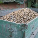 Kartoffeln Ernte Gran Canaria