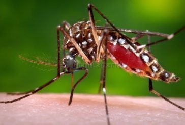 Virusübertragende Mückenart Aedes aegypti auf Fuerteventura entdeckt - Kein Grund zur Panik!