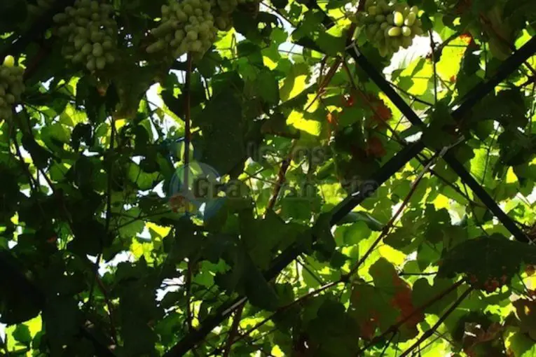 Weinlese Gran Canaria