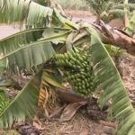 Schaden in der Landwirtschaft Bananen