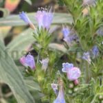 Tajinaste Azul - Pflanze