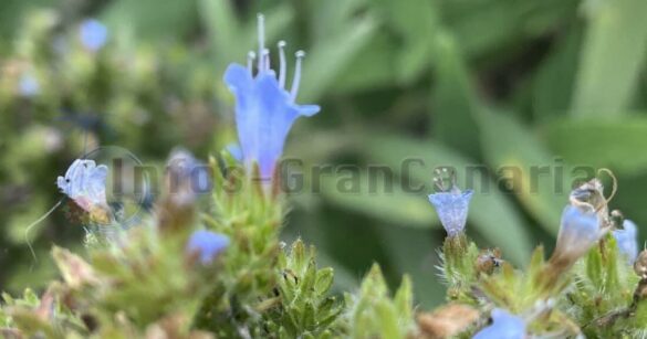 Tajinaste Azul - Pflanze