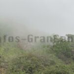 Nebel in Valsequillo (Tajinaste Azul)