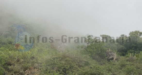 Nebel in Valsequillo (Tajinaste Azul)