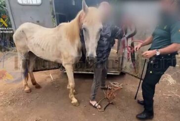 3 Festnahmen wegen Tierquälerei in Valleseco & Firgas