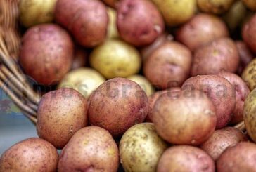 Gran Canaria BLOG - Die Geschichte der Kartoffel auf den Kanaren