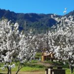 Mandelblüte in Valsequillo