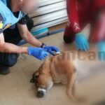 Polizei Las Palmas bitte um Hilfe bei Aufklärung von Tiertötung