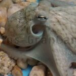 Tintenfisch - Oktopus - Pulpo in der Zucht by Nueva Pescanova