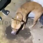 Tiermisshandlung - 2 tote Hunde