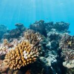 Korallenriff-Depositfotos