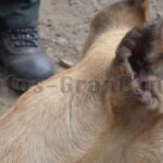 tierquaelerei - Hund Ohren abgeschnitten
