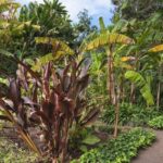 Flora Kanaren - Botanischer Garten Puerto de la Cruz