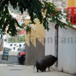 Schwein auf der Straße