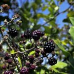 Brombeeren Gran Canaria