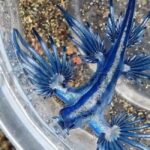 Dragon Azul - Blaue Seenschnecke NEU 2024