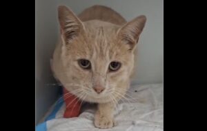 Garfield in der Klinik