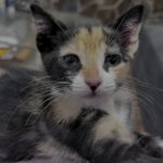 Mausi ist aus der Quarantäne