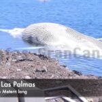 Toter Finnwal bei Las Palmas