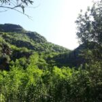 Doramas Wald