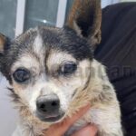 Hund aus Müllcontainer in Vecindario gerettet