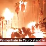 Palmenhain in Flammen