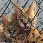 Servale auf Gran Canaria sichergestellt