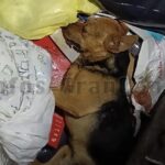 Erneut Hund in Abfall