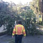 Baum durch Therese umgekippt
