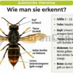 Asiatische Hornisse entdeckt