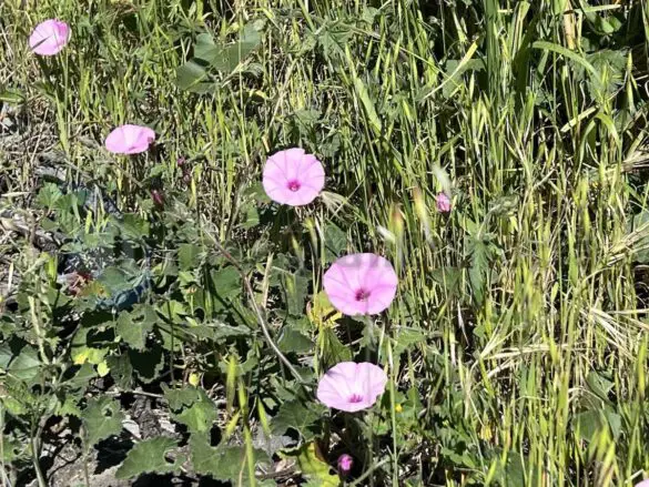 Rosa ist dabei