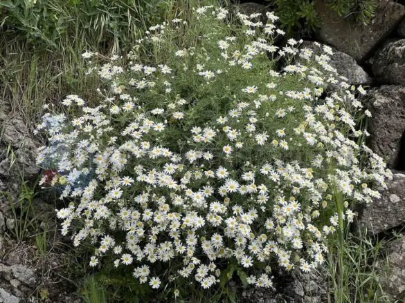 Margaritten wachsen wild