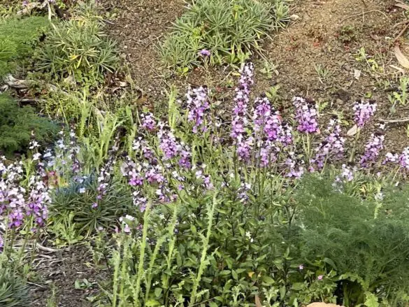 Und Violet ebenso