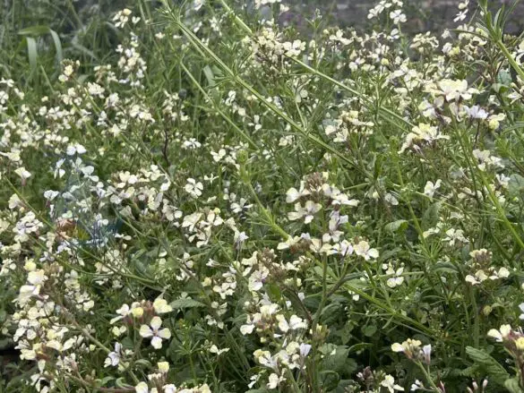 und cremfarbene Blüten gibt es auch