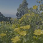 Frühlingserwachen auf Gran Canaria
