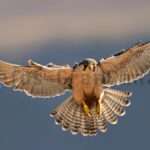Falke