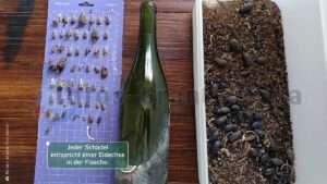 Eidechsenschädel in Flasche