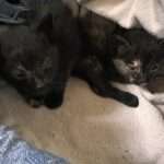 2 Katzenbabys in Valleseco gefunden
