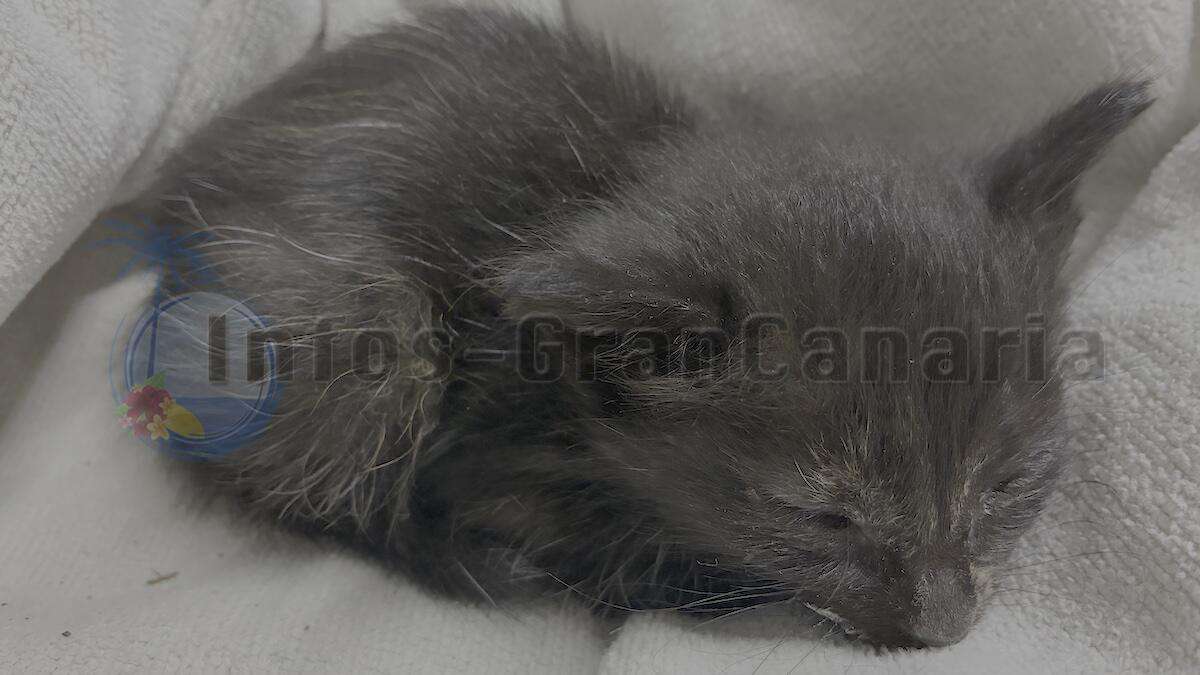Kleine verlassene Katze unter einem Busch in Valleseco auf Gran Canaria gerettet.
